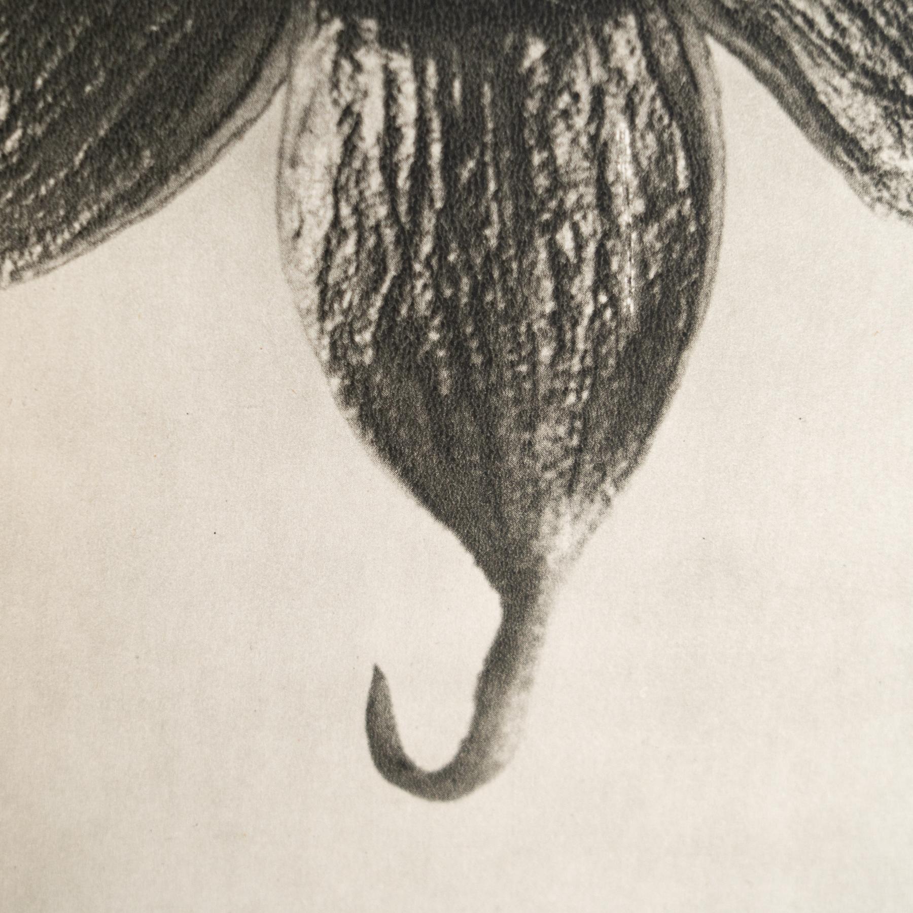 Karl Blossfeldt - Gerahmte Fotogravüre: Natürliche Anmut, 1942 (Mitte des 20. Jahrhunderts) im Angebot