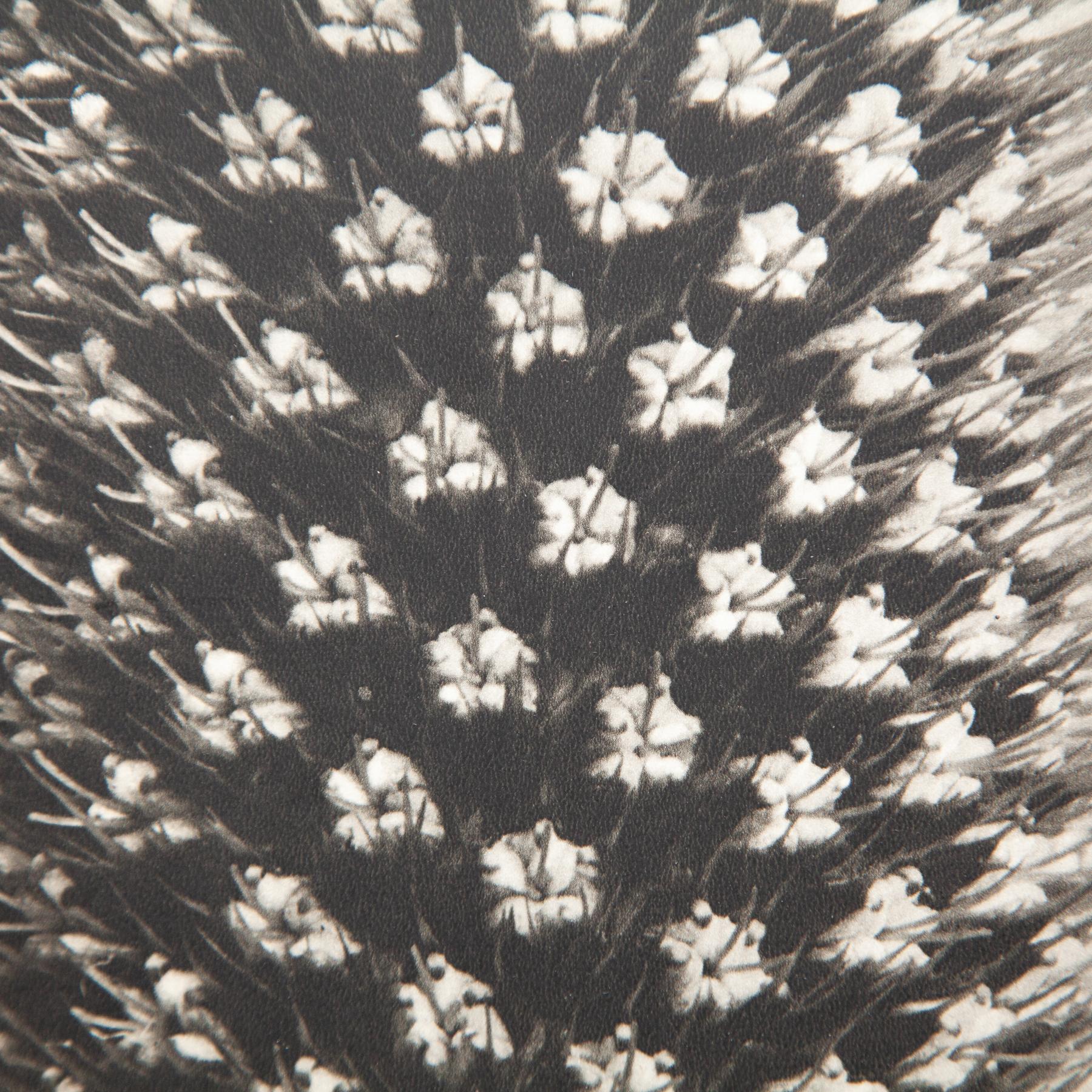 Karl Blossfeldt - Gerahmte Fotogravüre: Natürliche Anmut, 1942 (Mitte des 20. Jahrhunderts) im Angebot