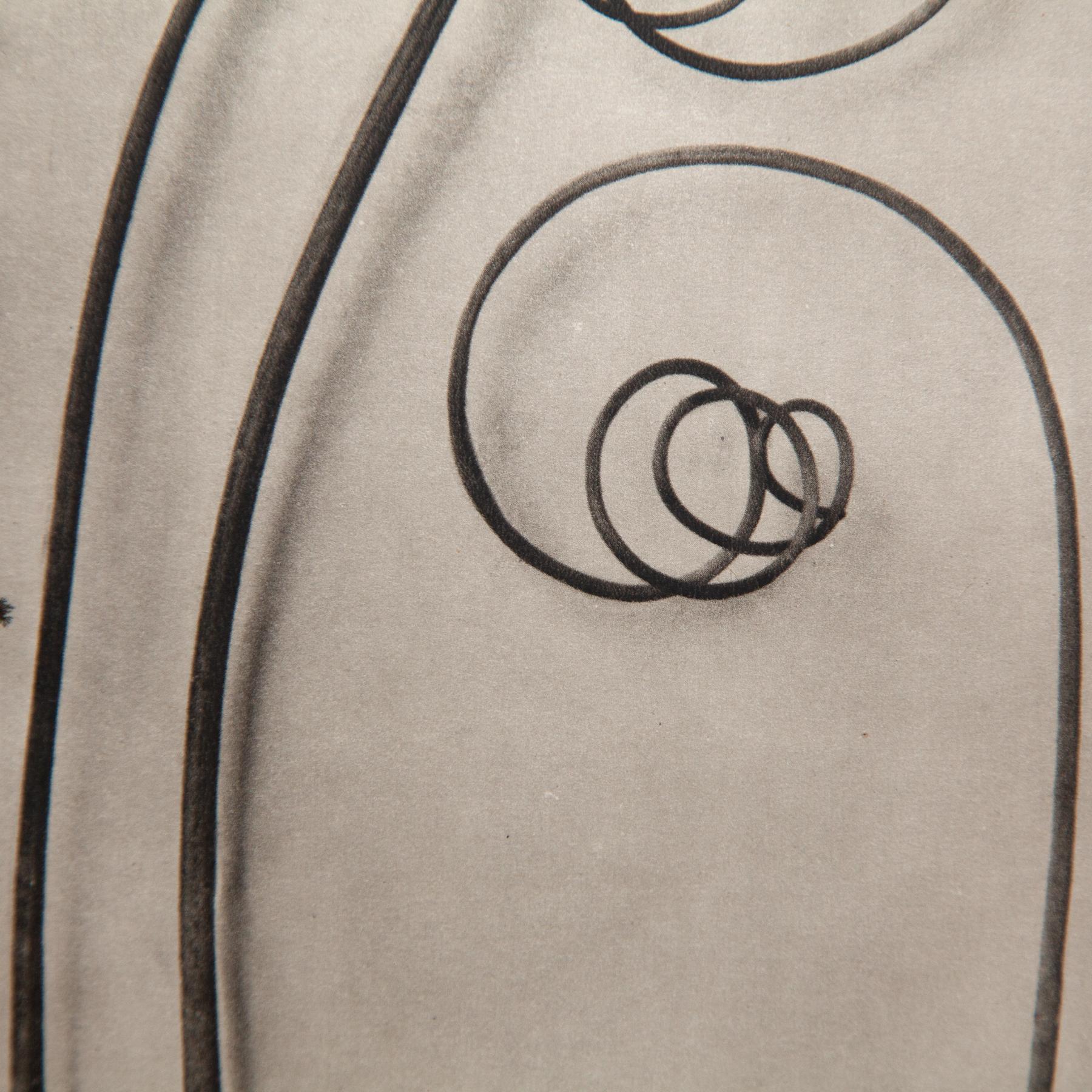 Karl Blossfeldt - Gerahmte Fotogravüre: Natürliche Anmut, 1942 (Mitte des 20. Jahrhunderts) im Angebot