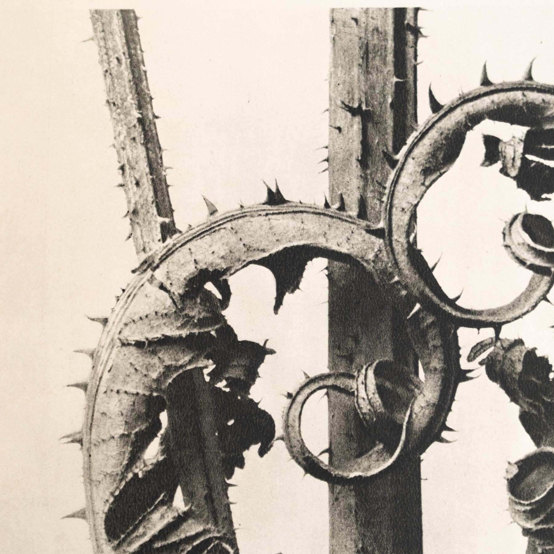 Milieu du XXe siècle Karl Blossfeldt - Photogravure encadrée : Nature Grace, 1942 en vente