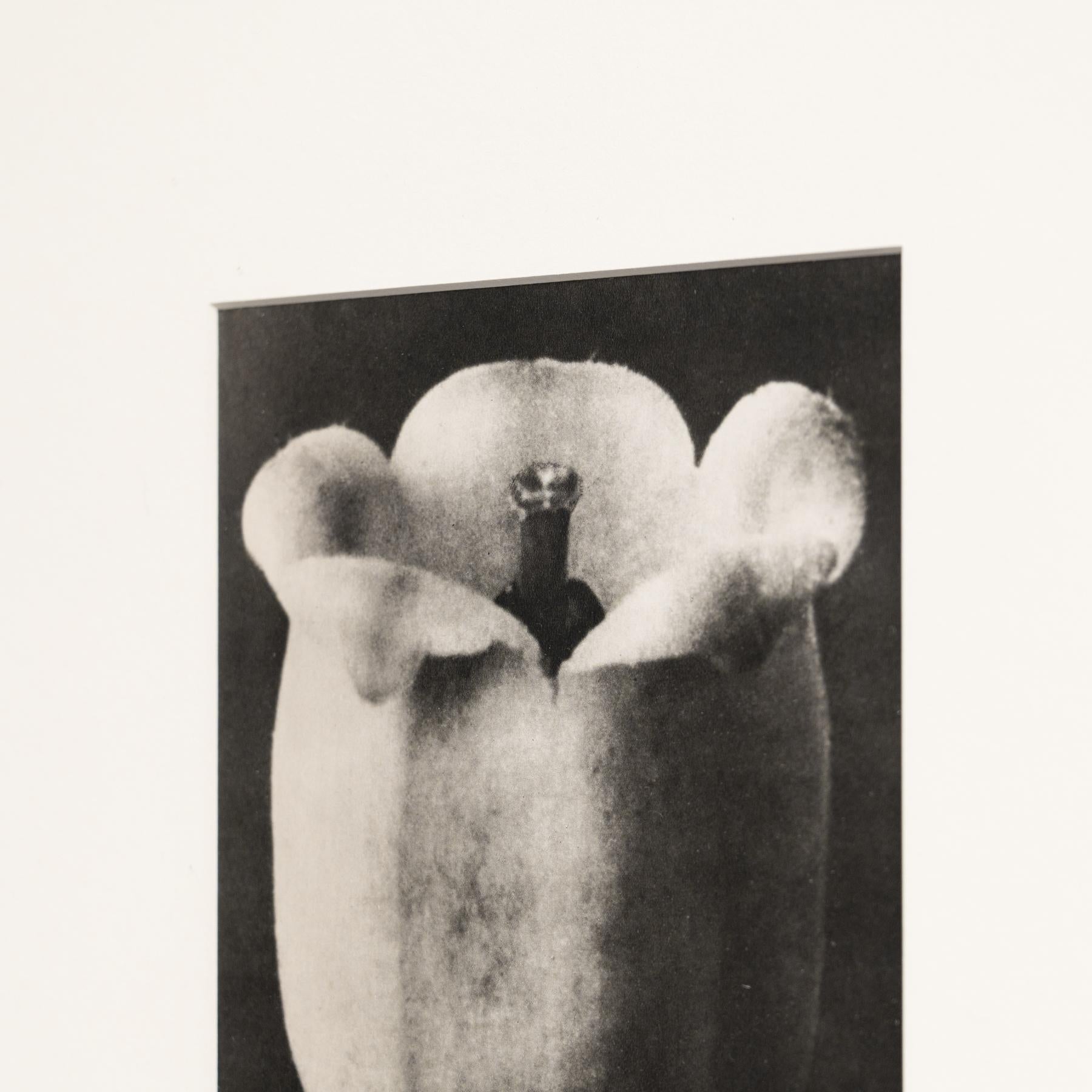 Milieu du XXe siècle Karl Blossfeldt - Photogravure encadrée : Nature Grace, 1942 en vente