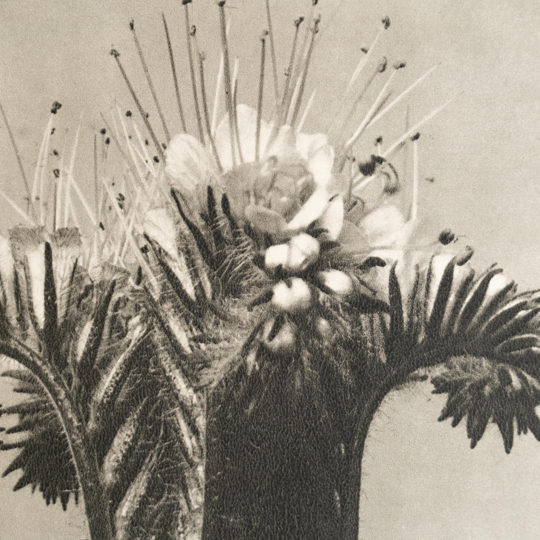 Milieu du XXe siècle Karl Blossfeldt - Photogravure encadrée : Nature Grace, 1942 en vente