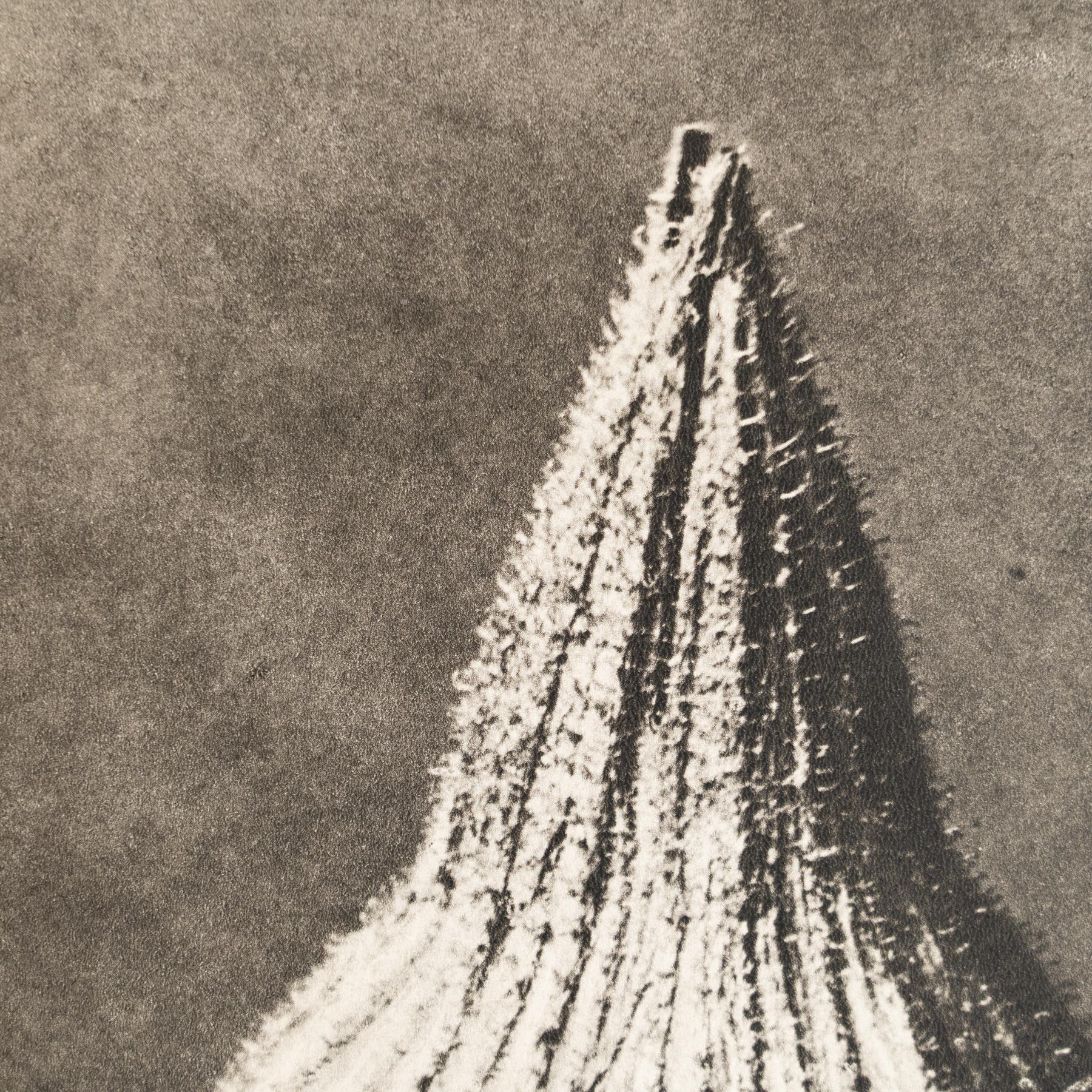 Milieu du XXe siècle Karl Blossfeldt - Photogravure encadrée : Nature Grace, 1942 en vente