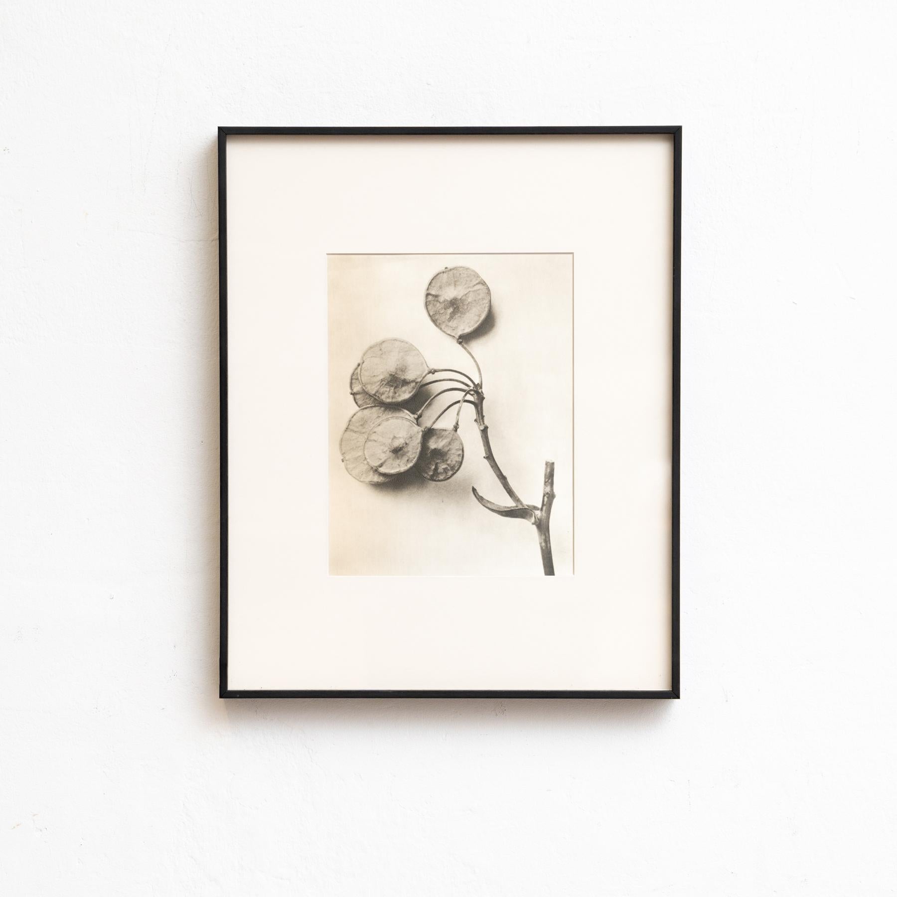 Milieu du XXe siècle Karl Blossfeldt - Photogravure encadrée : Nature Grace, 1942 en vente