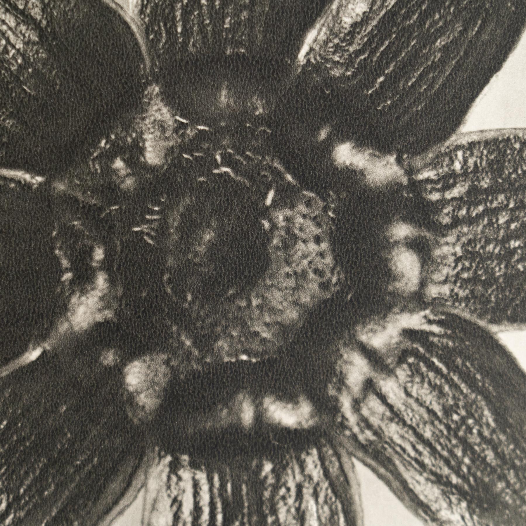 Karl Blossfeldt - Gerahmte Fotogravüre: Natürliche Anmut, 1942 (Papier) im Angebot