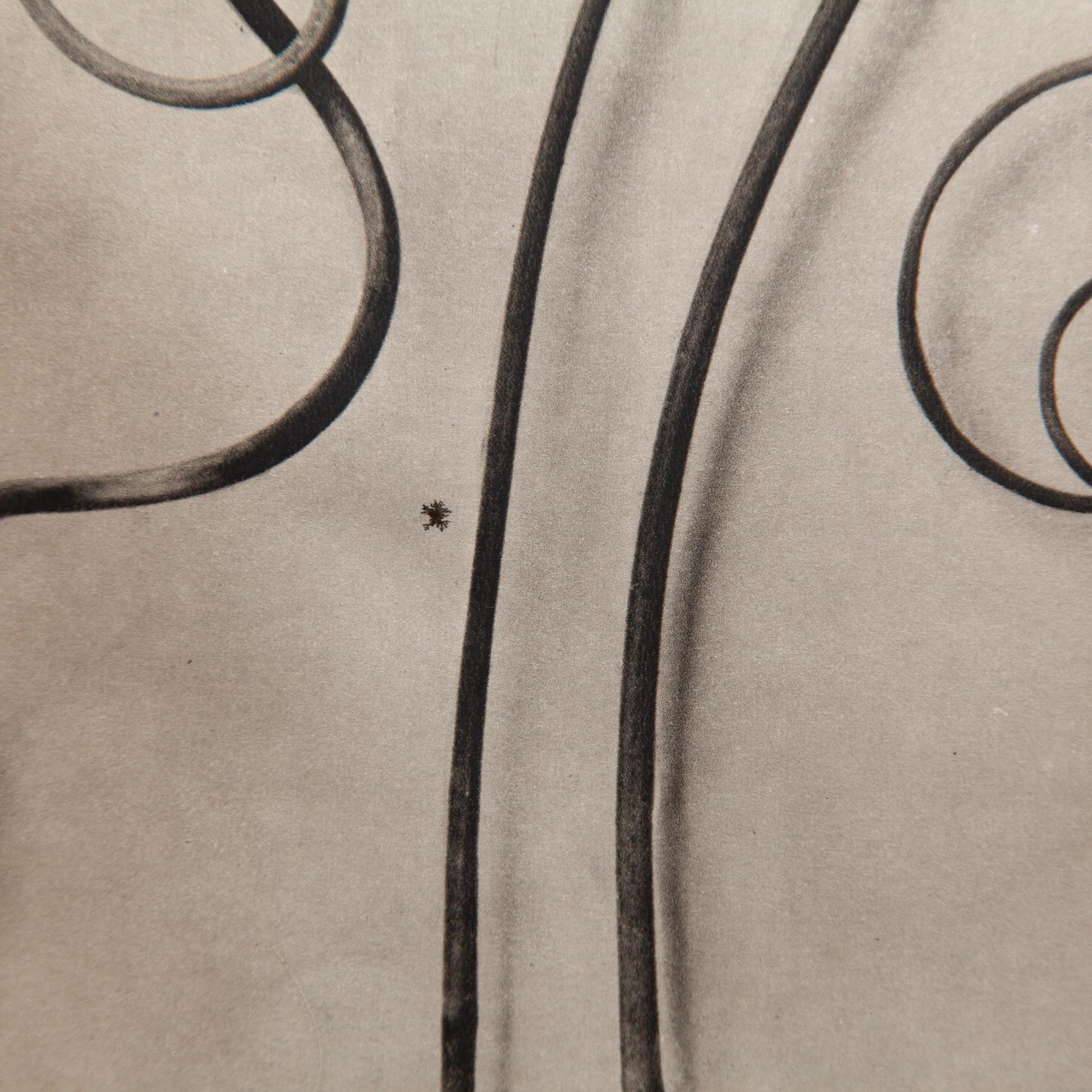 Karl Blossfeldt - Gerahmte Fotogravüre: Natürliche Anmut, 1942 (Papier) im Angebot