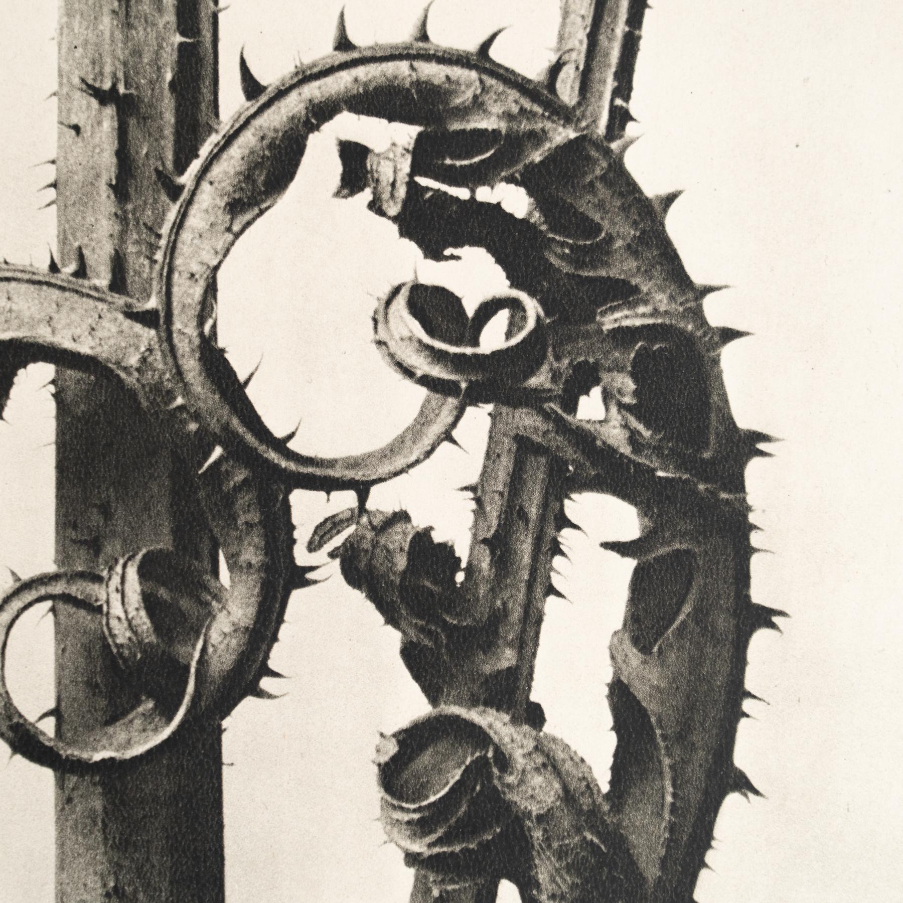 Papier Karl Blossfeldt - Photogravure encadrée : Nature Grace, 1942 en vente