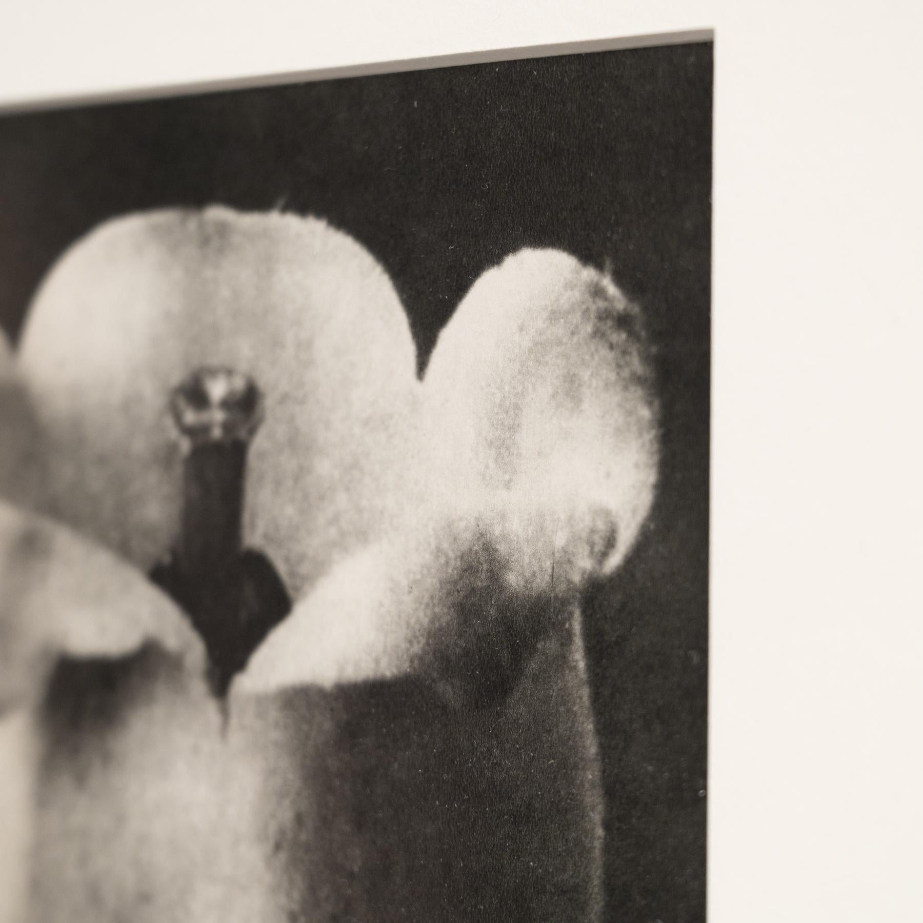 Papier Karl Blossfeldt - Photogravure encadrée : Nature Grace, 1942 en vente