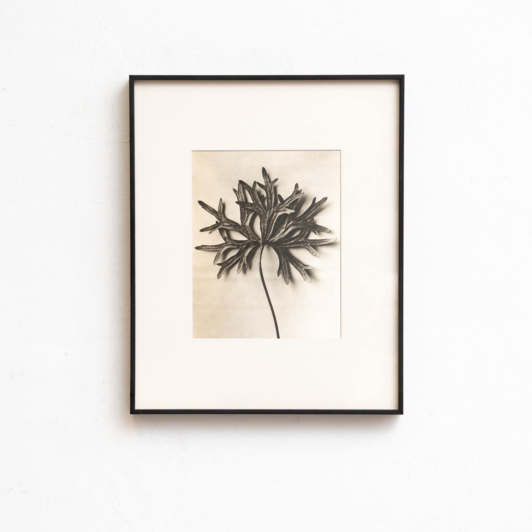 Karl Blossfeldt - Gerahmte Fotogravüre: Natürliche Anmut, 1942 (Papier) im Angebot