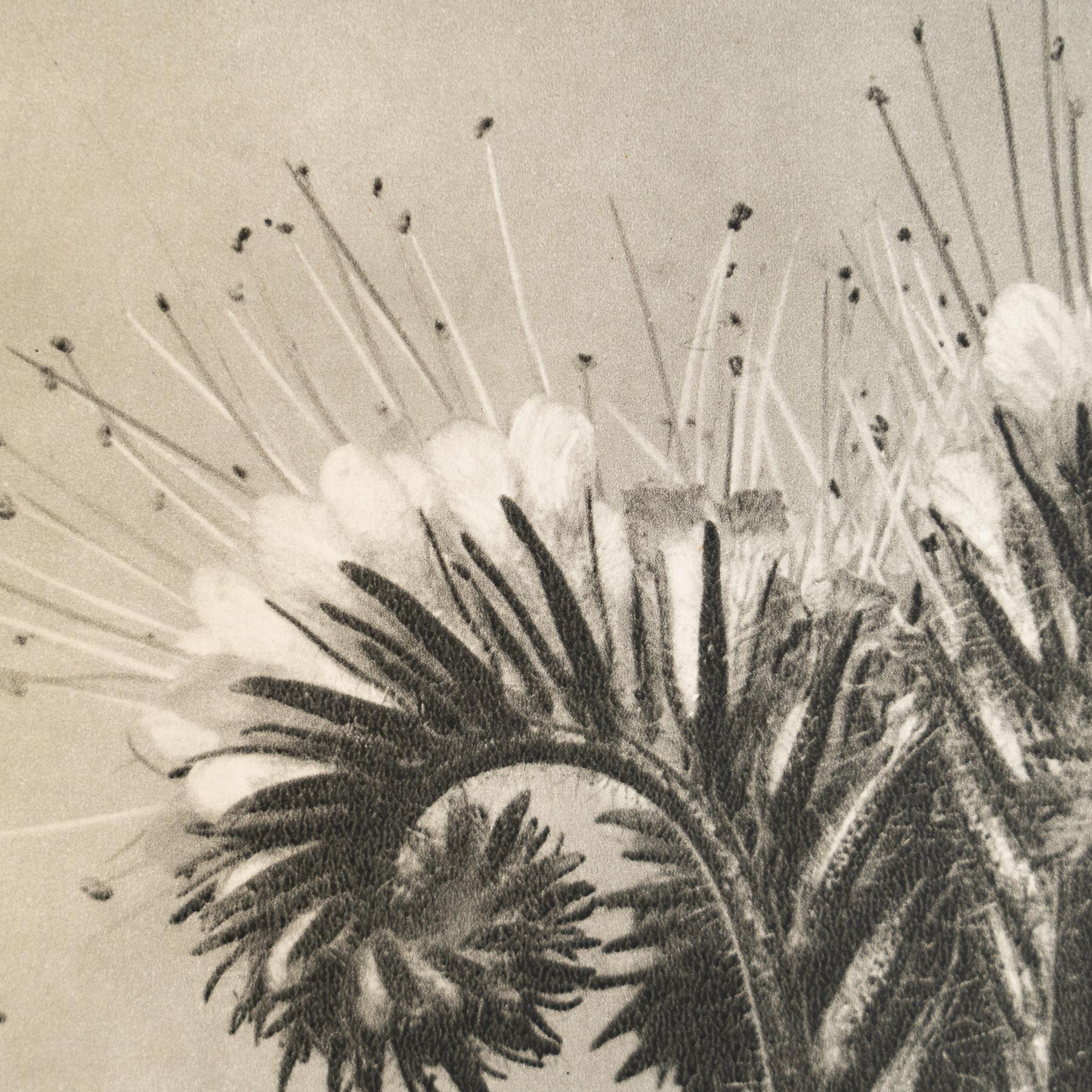 Papier Karl Blossfeldt - Photogravure encadrée : Nature Grace, 1942 en vente