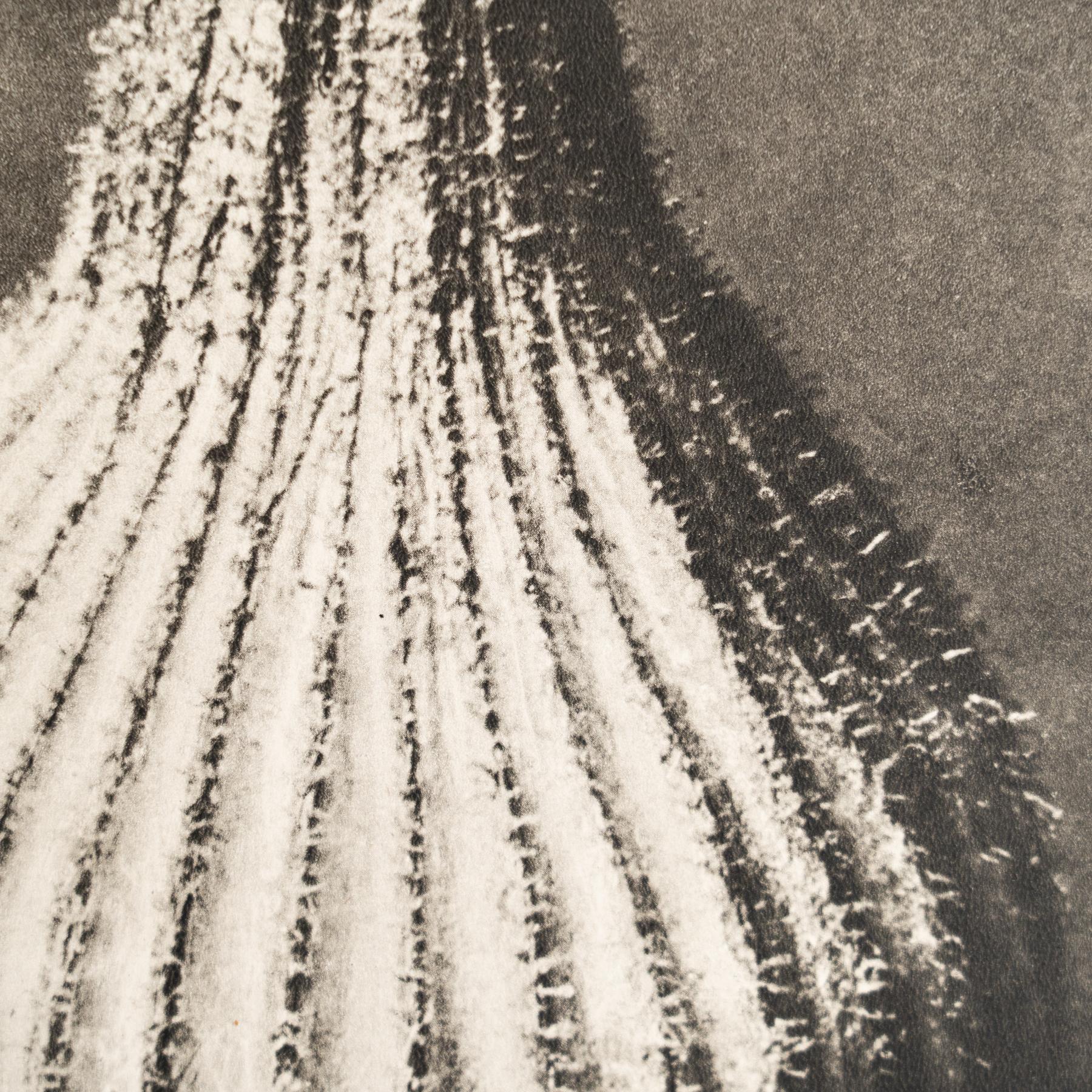 Papier Karl Blossfeldt - Photogravure encadrée : Nature Grace, 1942 en vente