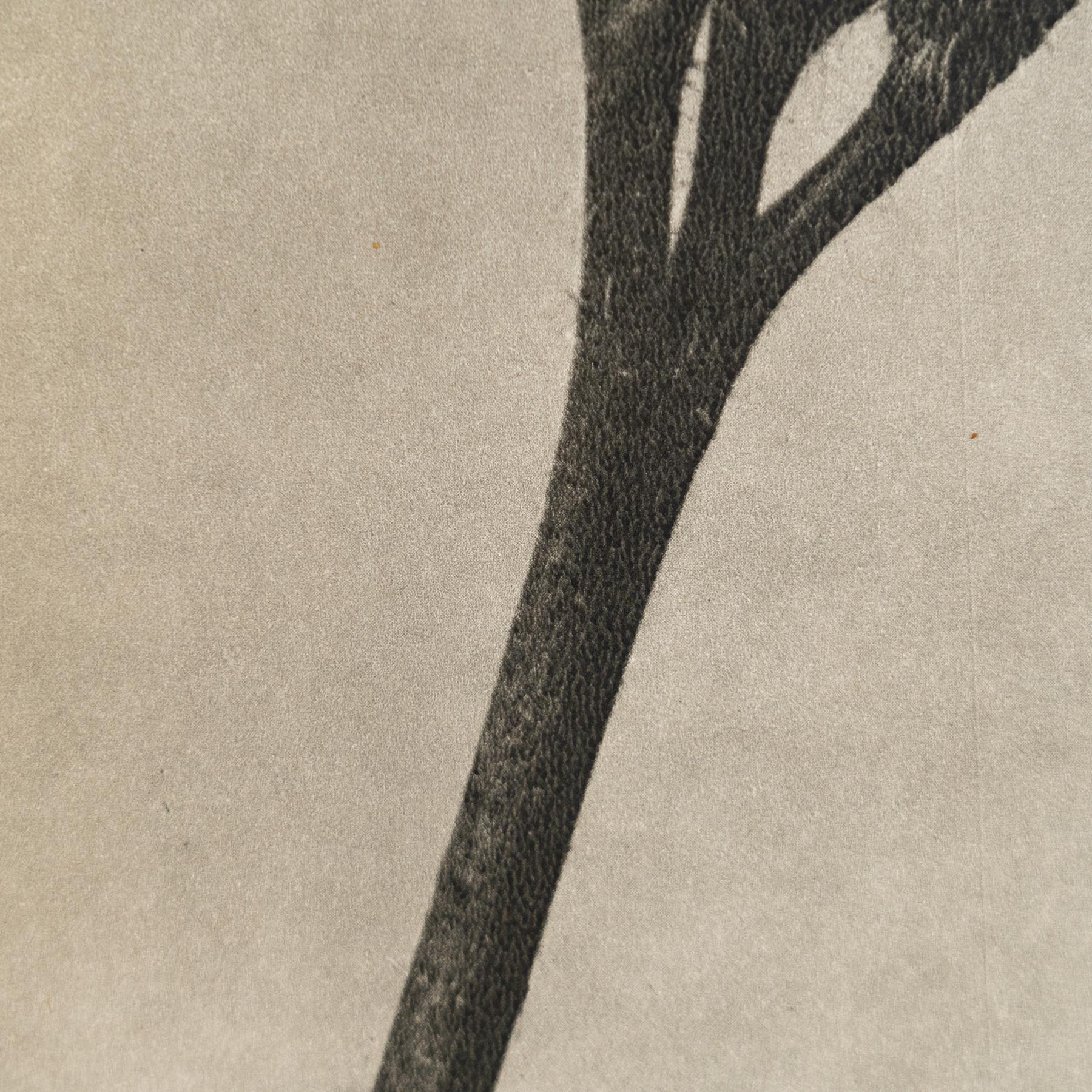 Karl Blossfeldt - Photogravure encadrée : Nature Grace, 1942 en vente 1