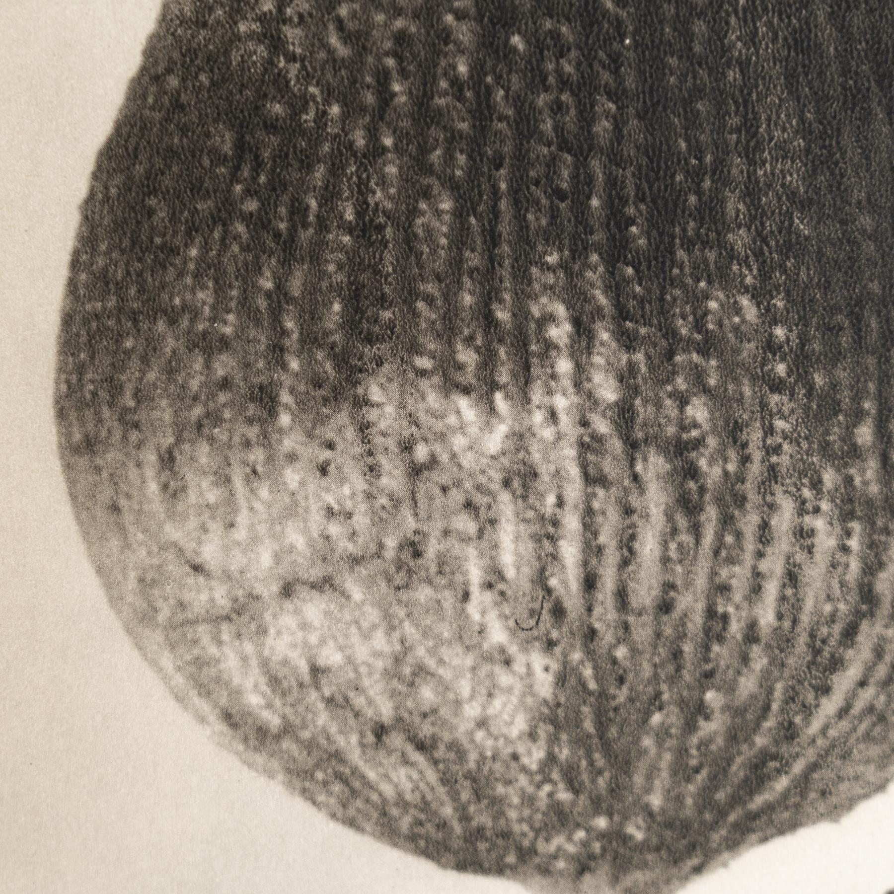 Karl Blossfeldt - Photogravure encadrée : Nature Grace, 1942 en vente 1