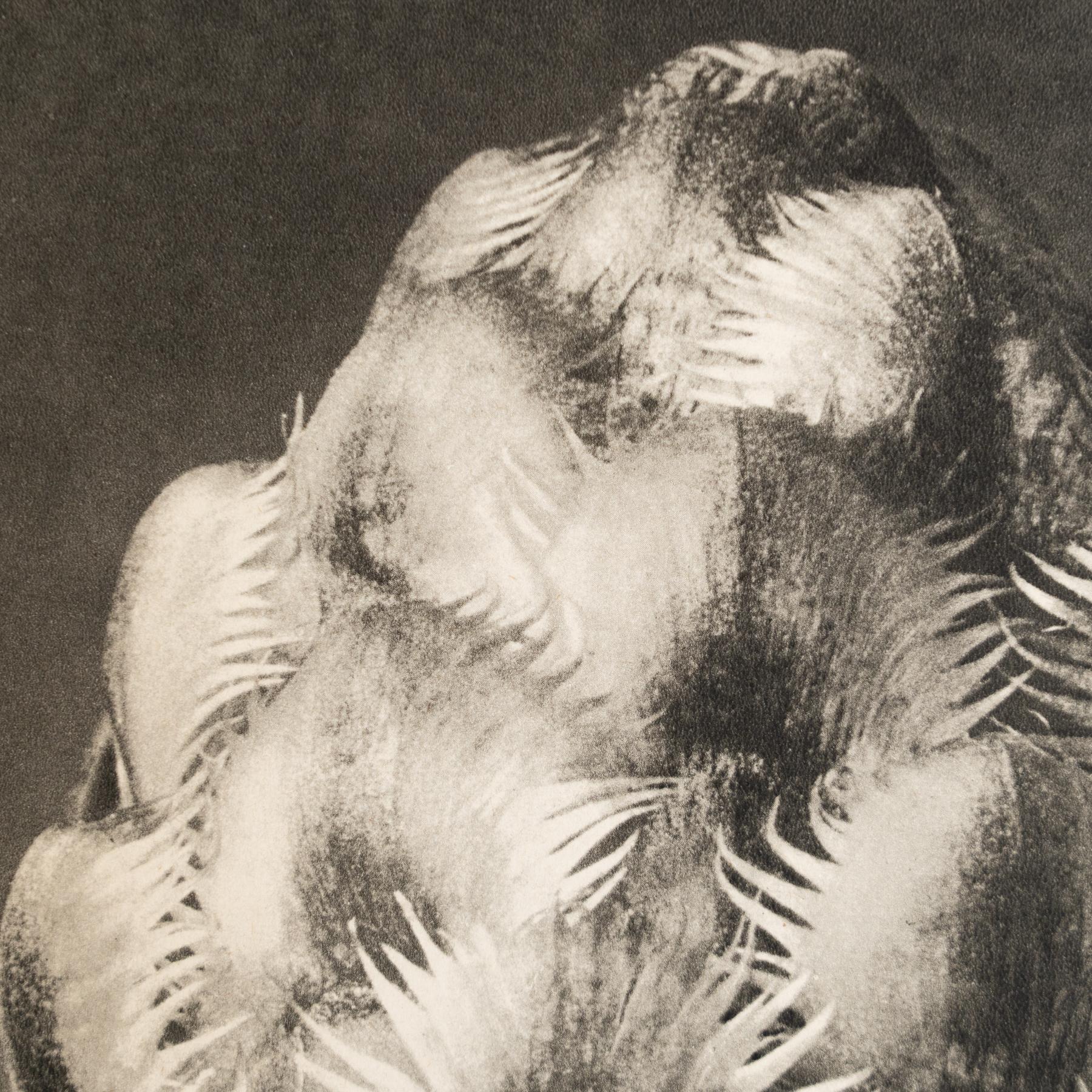 Karl Blossfeldt - Photogravure encadrée : Nature Grace, 1942 en vente 1