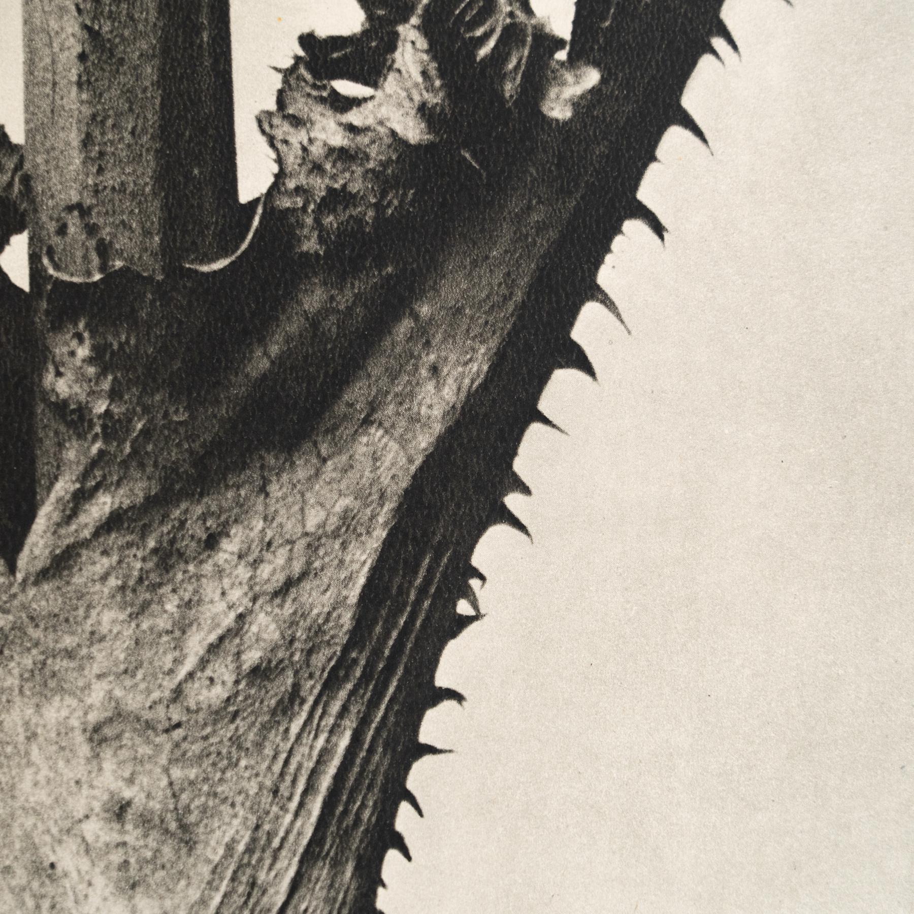 Karl Blossfeldt - Photogravure encadrée : Nature Grace, 1942 en vente 1