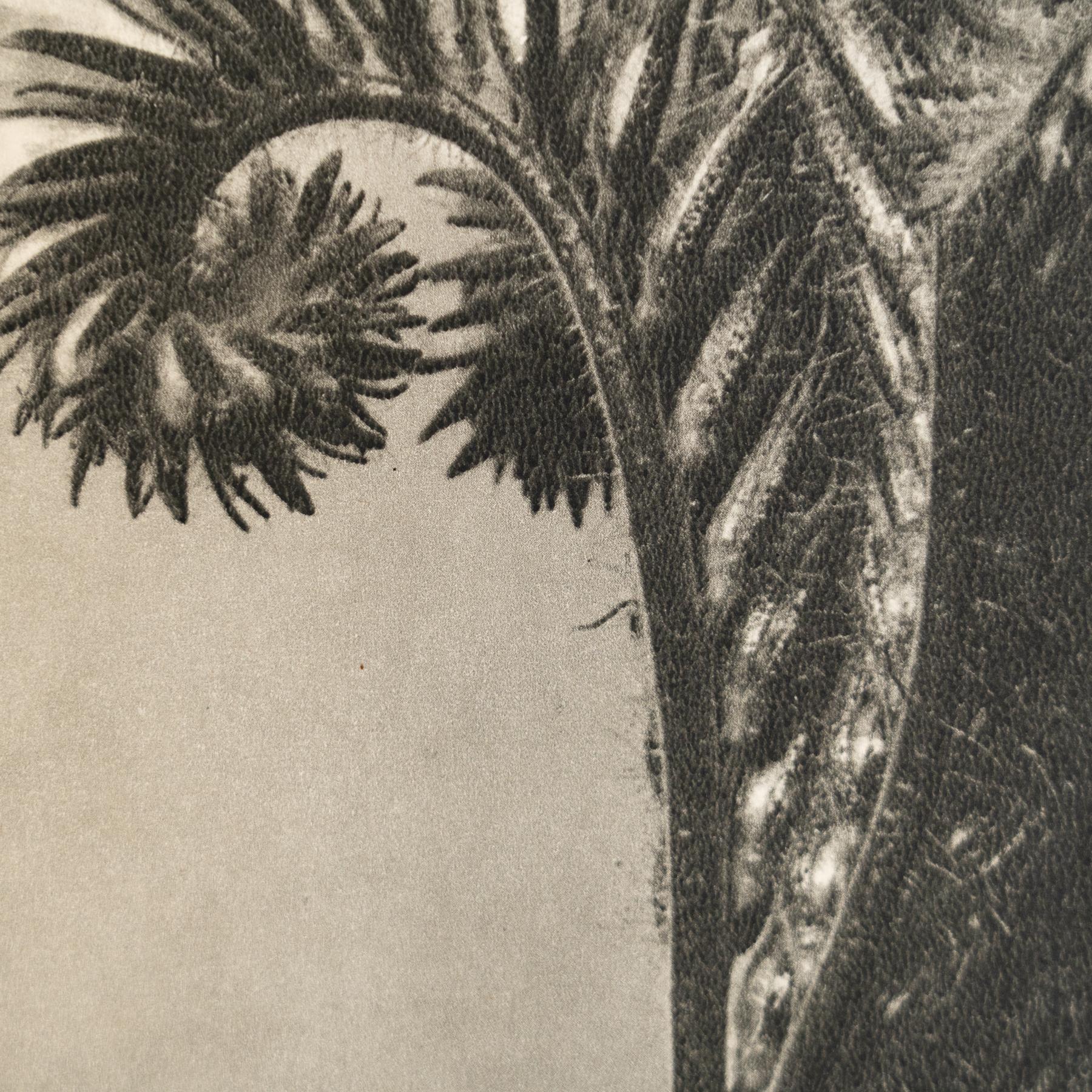 Karl Blossfeldt - Photogravure encadrée : Nature Grace, 1942 en vente 1