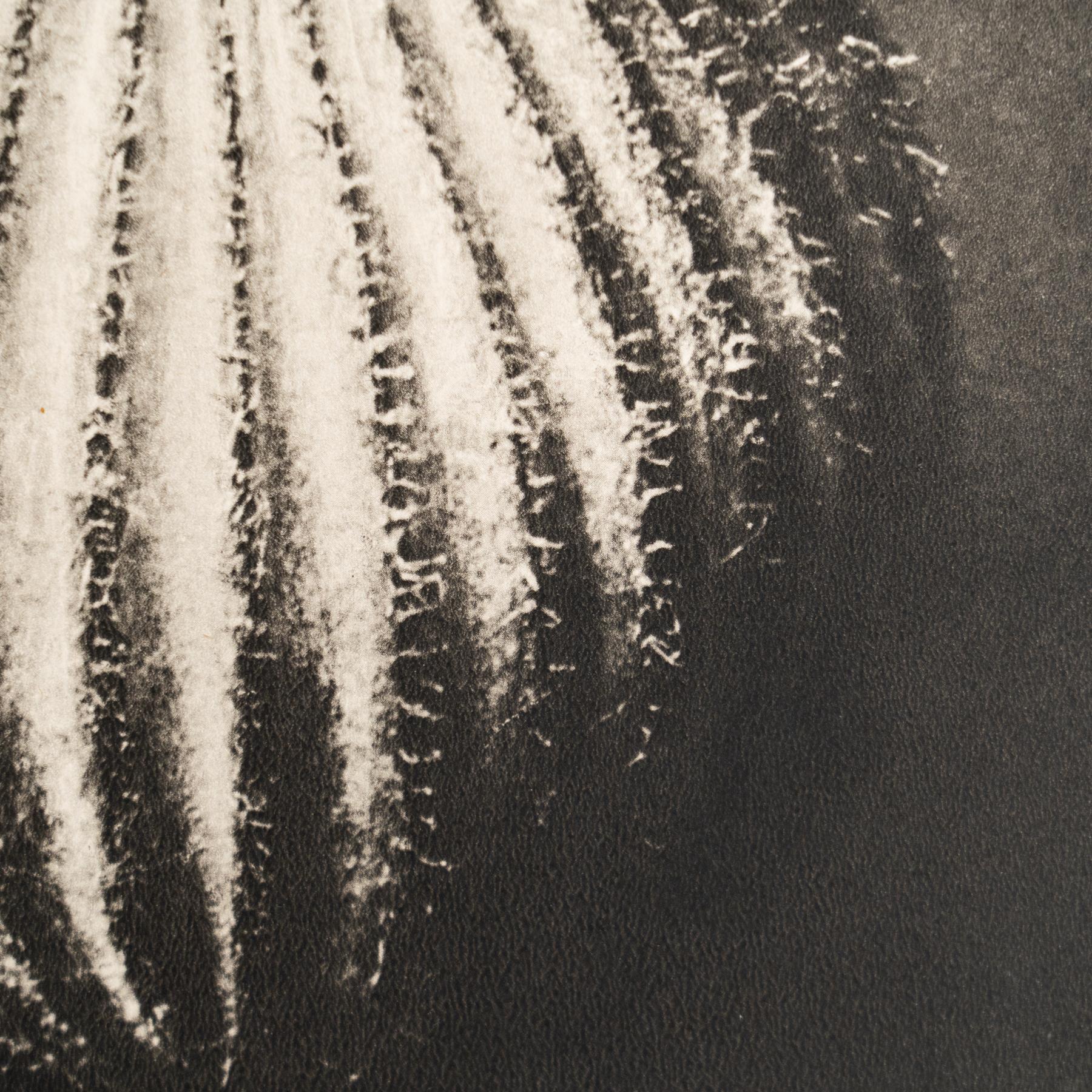 Karl Blossfeldt - Photogravure encadrée : Nature Grace, 1942 en vente 1