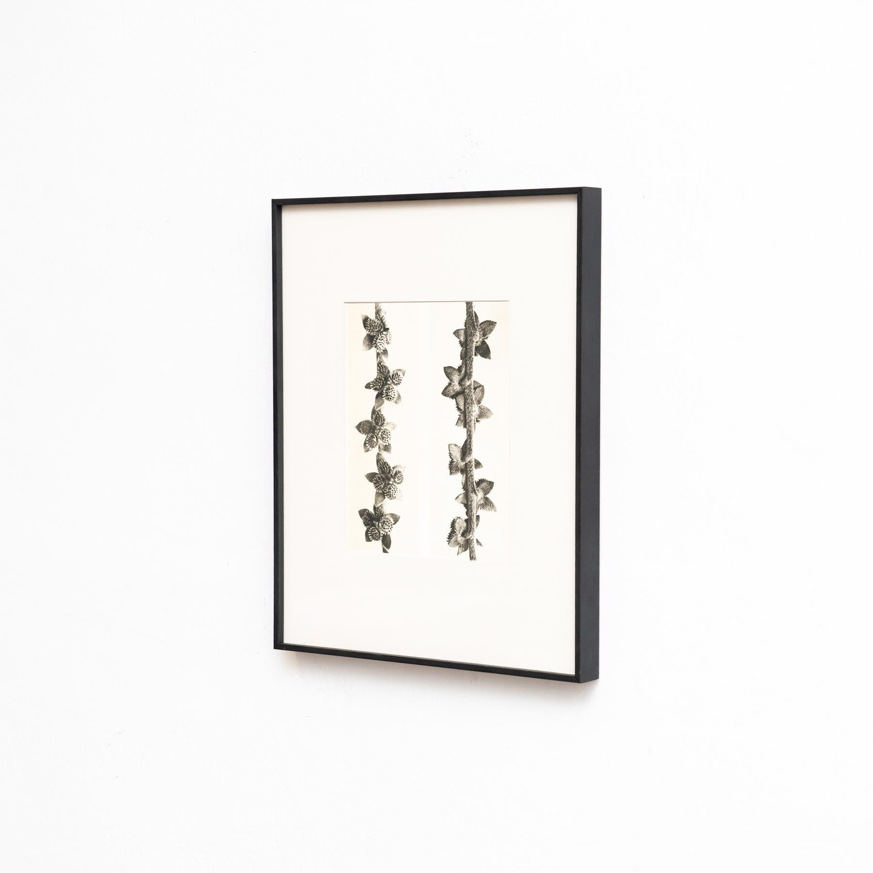 Karl Blossfeldt - Photogravure encadrée : Nature Grace, 1942 en vente 2