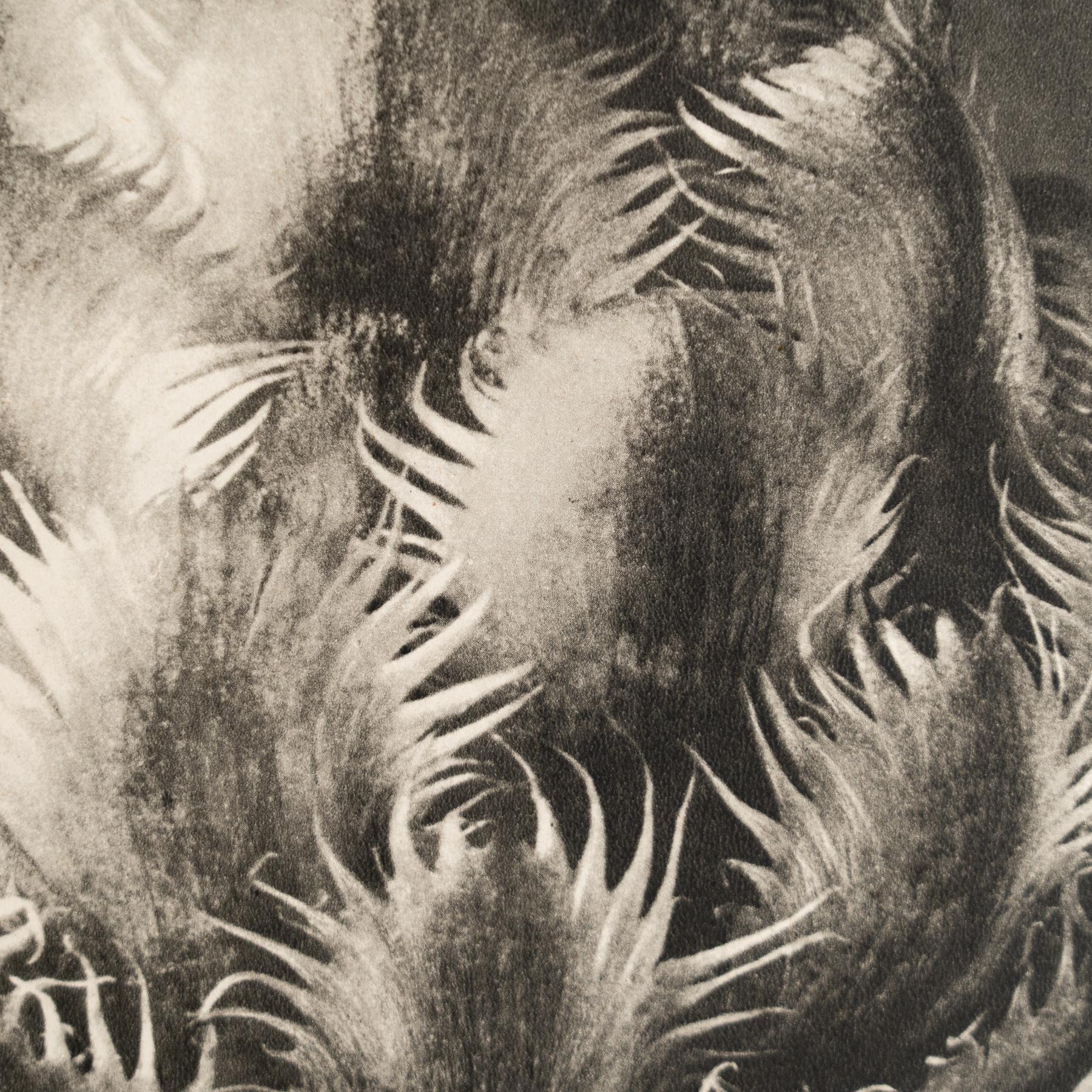 Karl Blossfeldt - Photogravure encadrée : Nature Grace, 1942 en vente 2