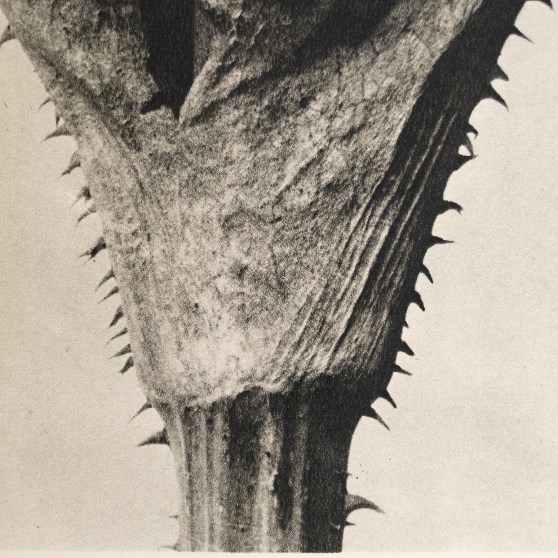 Karl Blossfeldt - Photogravure encadrée : Nature Grace, 1942 en vente 2