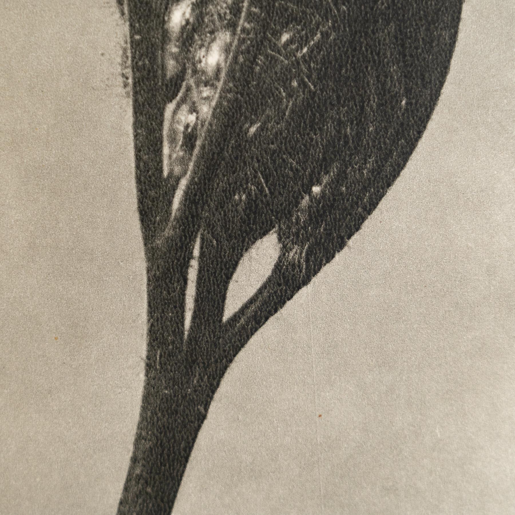 Karl Blossfeldt - Photogravure encadrée : Nature Grace, 1942 en vente 2
