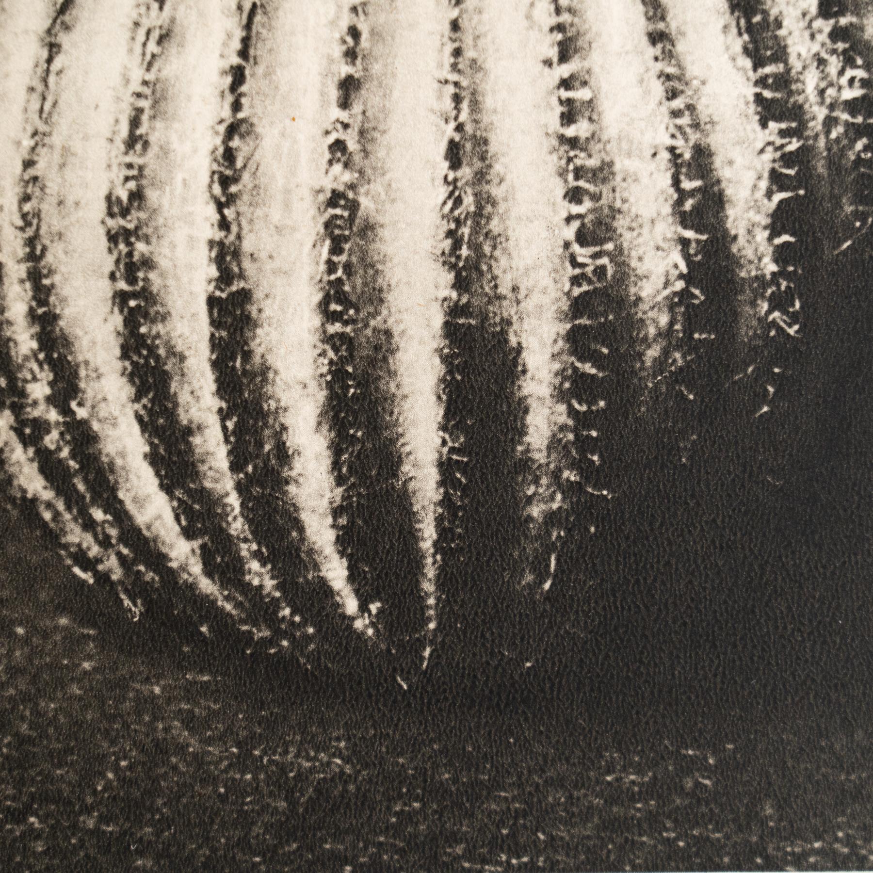 Karl Blossfeldt - Photogravure encadrée : Nature Grace, 1942 en vente 2