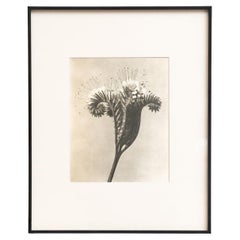 Karl Blossfeldt - Photogravure encadrée : Nature Grace, 1942