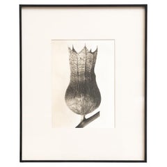 Karl Blossfeldt - Photogravure encadrée : Nature Grace, 1942