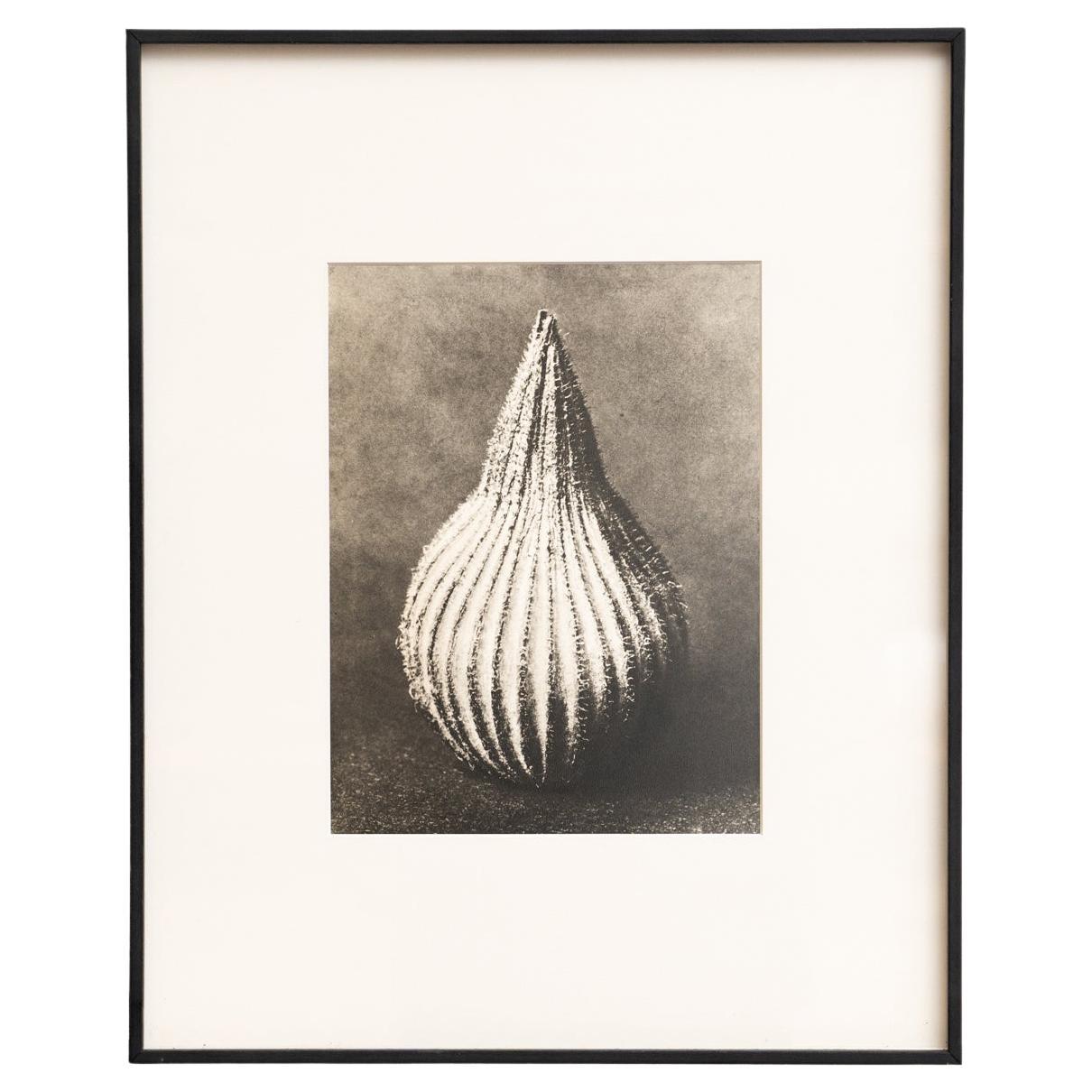 Karl Blossfeldt - Photogravure encadrée : Nature Grace, 1942