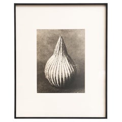 Karl Blossfeldt - Photogravure encadrée : Nature Grace, 1942
