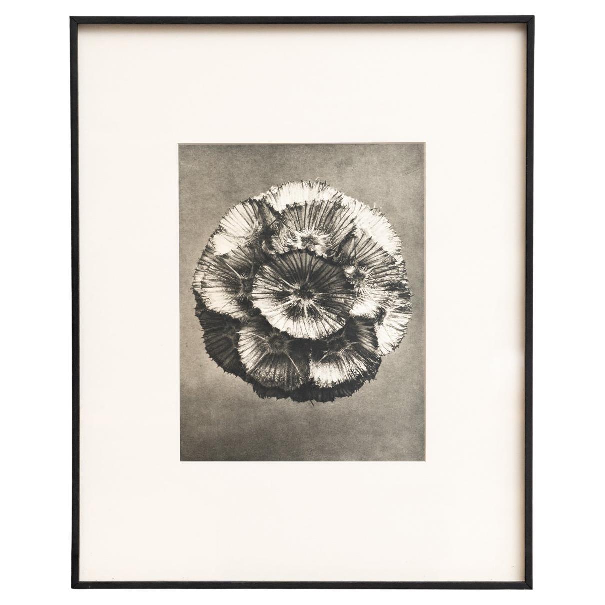 Karl Blossfeldt - Photogravure encadrée : Nature Grace, 1942