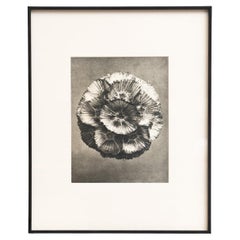Karl Blossfeldt - Photogravure encadrée : Nature Grace, 1942