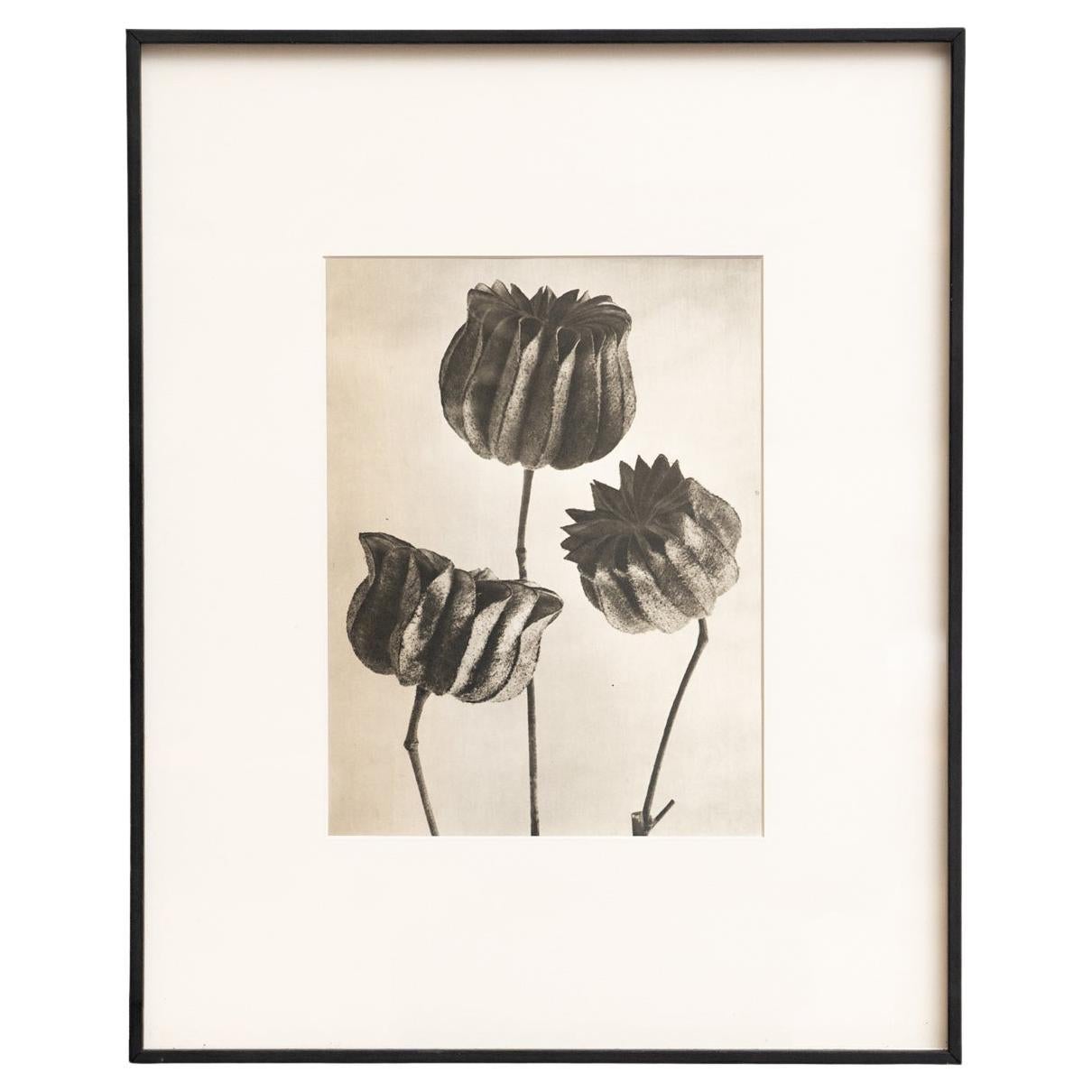 Karl Blossfeldt - Photogravure encadrée : Nature Grace, 1942