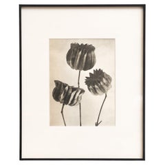 Karl Blossfeldt - Photogravure encadrée : Nature Grace, 1942