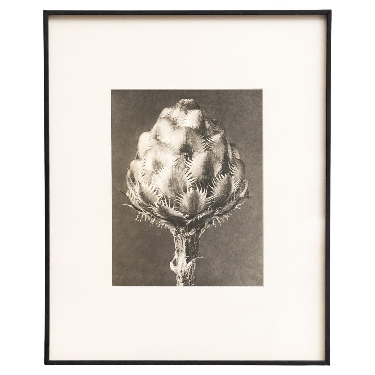 Karl Blossfeldt - Photogravure encadrée : Nature Grace, 1942