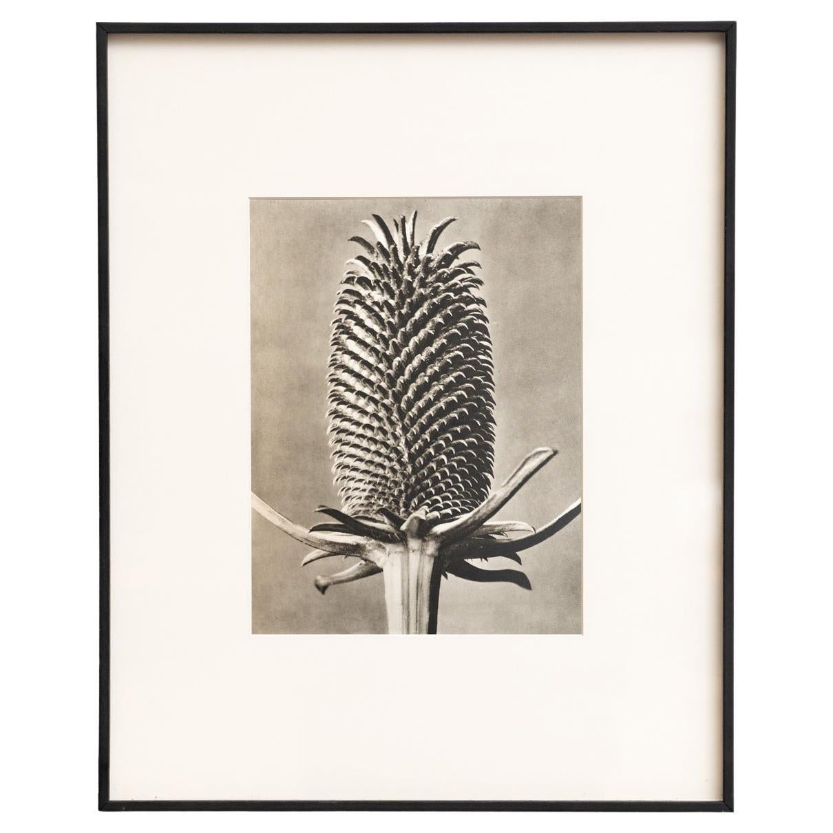 Karl Blossfeldt - Photogravure encadrée : Nature Grace, 1942 en vente