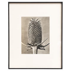 Karl Blossfeldt - Photogravure encadrée : Nature Grace, 1942
