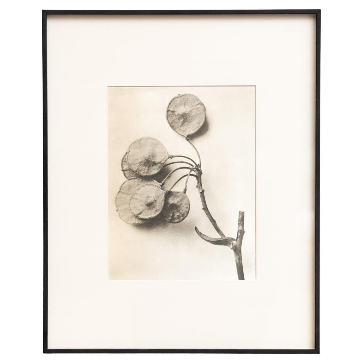 Karl Blossfeldt - Photogravure encadrée : Nature Grace, 1942 en vente