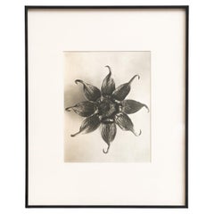 Prints