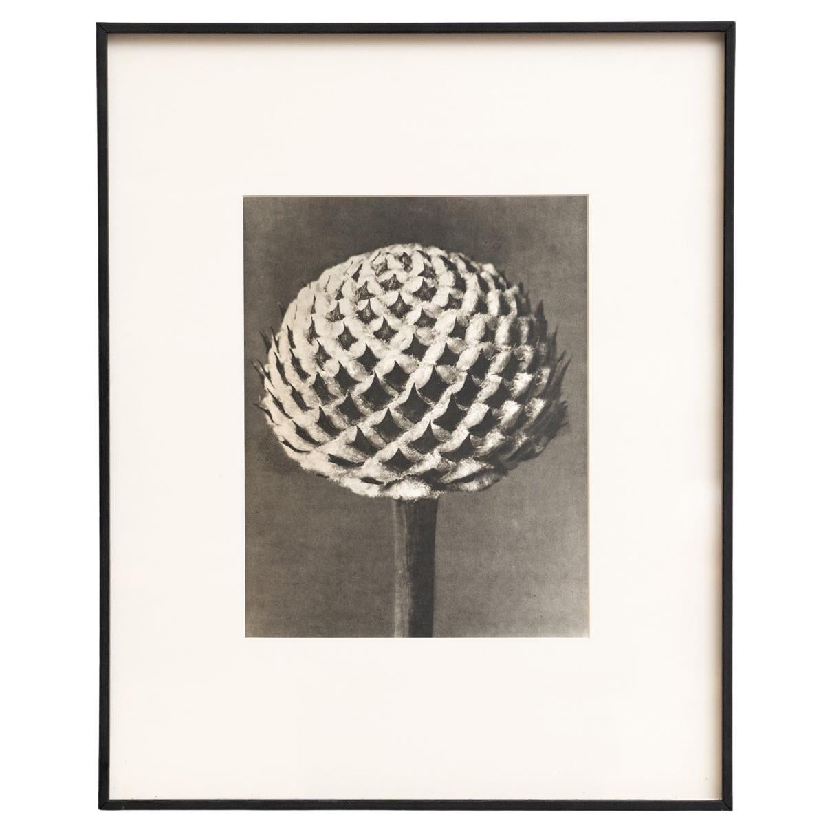 Karl Blossfeldt - Gerahmte Fotogravüre: Natürliche Anmut, 1942
