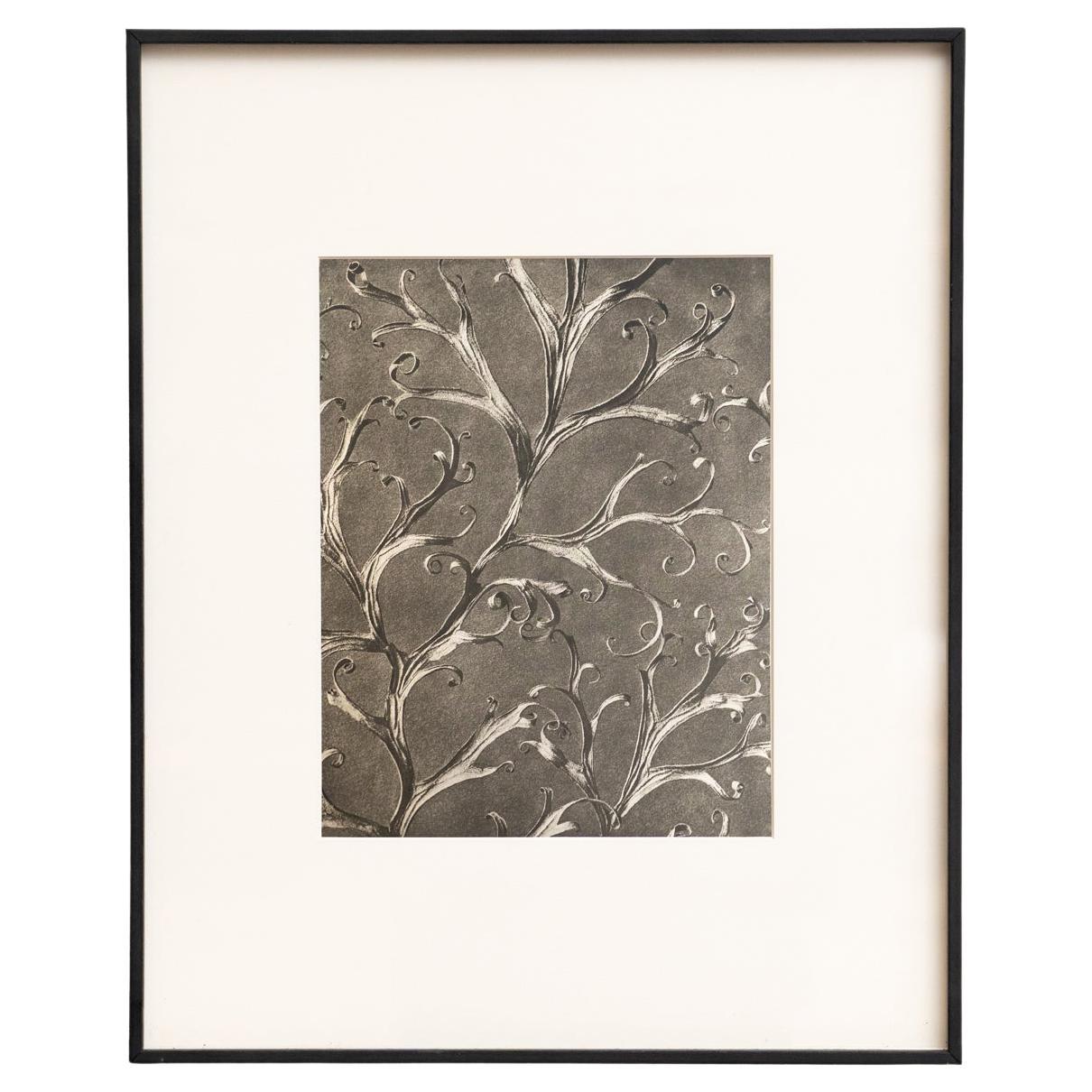Karl Blossfeldt - Gerahmte Fotogravüre: Natürliche Anmut, 1942 im Angebot