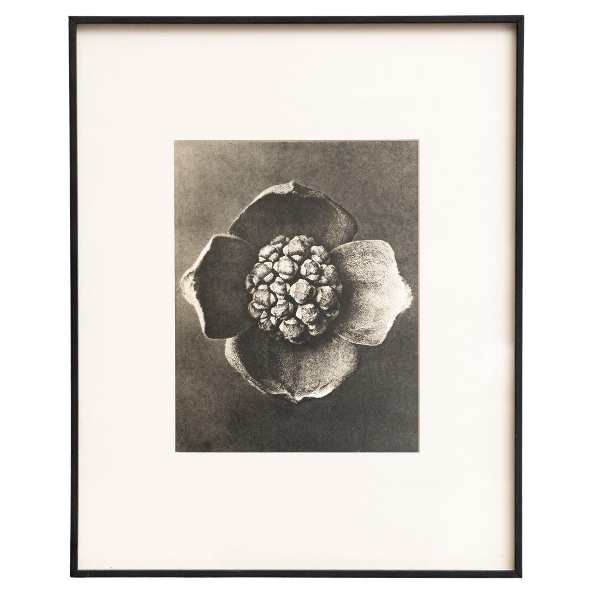 Karl Blossfeldt - Gerahmte Fotogravüre: Natürliche Anmut, 1942 im Angebot