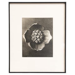 Karl Blossfeldt — Framed Photogravure: Natural Grace, 1942