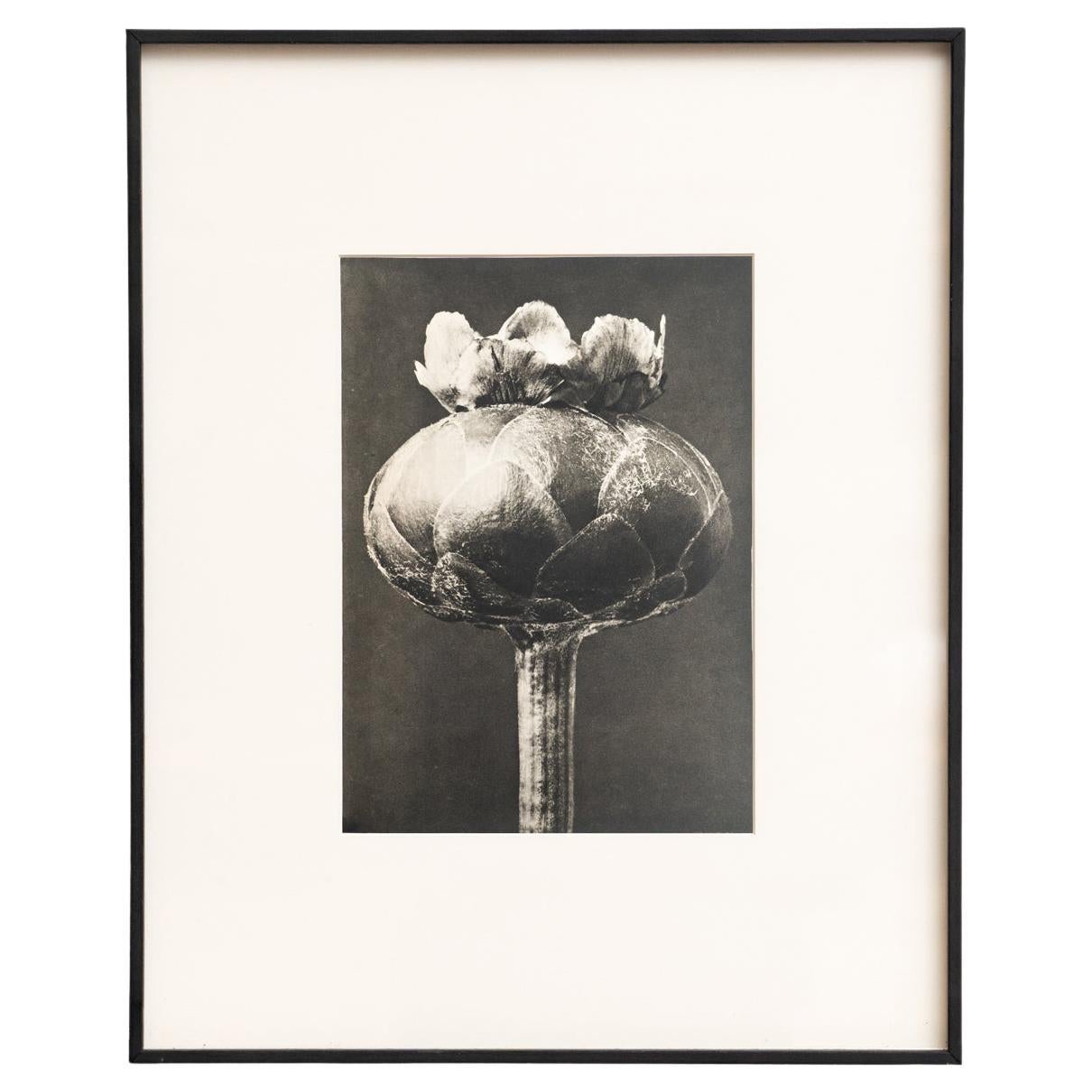 Karl Blossfeldt - Gerahmte Fotogravüre: Natürliche Anmut, 1942 im Angebot