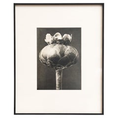 Karl Blossfeldt — Framed Photogravure: Natural Grace, 1942