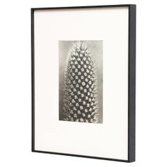 Karl Blossfeldt — Framed Photogravure: Natural Grace, 1942