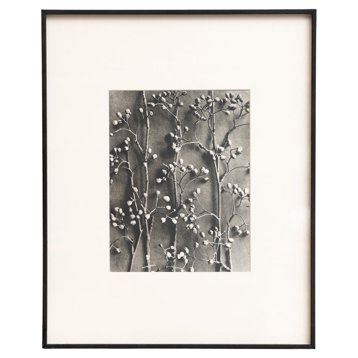Karl Blossfeldt - Photogravure encadrée : Nature Grace, 1942 en vente
