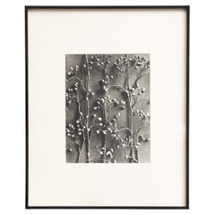 Karl Blossfeldt - Photogravure encadrée : Nature Grace, 1942