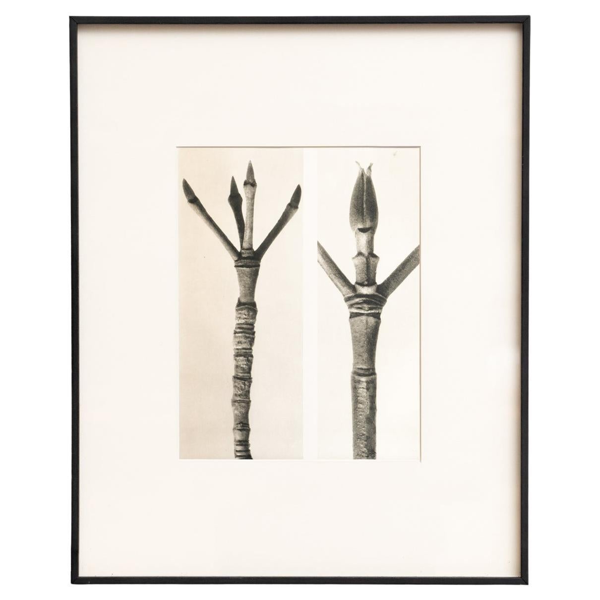 Karl Blossfeldt - Photogravure encadrée : Nature Grace, 1942 en vente