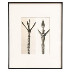 Karl Blossfeldt - Photogravure encadrée : Nature Grace, 1942